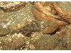 Photo of Artedius harringtoni